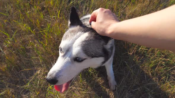 Female Hand Stroking Her Siberian Husky at Field on Summer Day