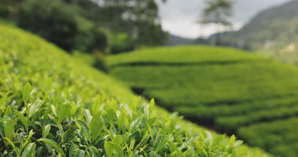 Tea Plantation Nature Background in Day Light