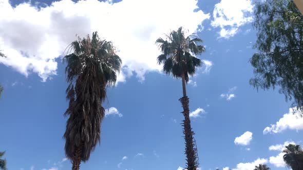 hand held low angle shot of green healthy palm trees against a flaring bright sun and blue sky with