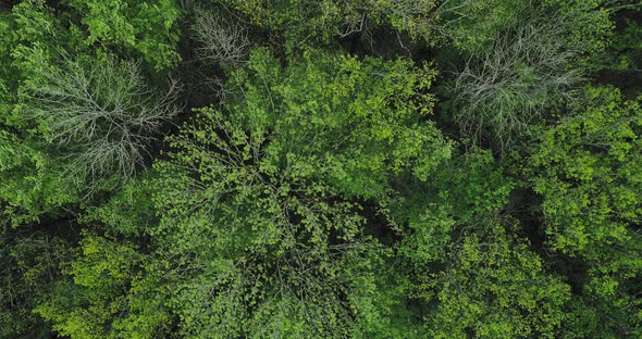 Green Forest Drone View Trees