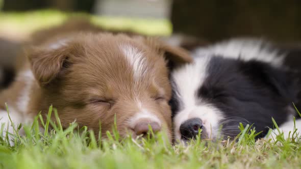 Two Cute Little Puppies Fall Asleep on Grass  Closeup