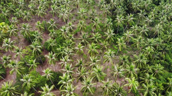 Huge Palm Plantation in Tropical Country. Small Green Palms Growing on Large Plantation on Sunny Day