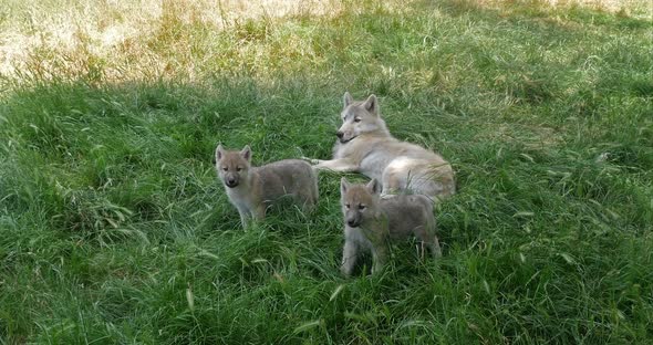 Arctic Wolf, canis lupus tundrarum, Mother and Cub, Real Time 4K