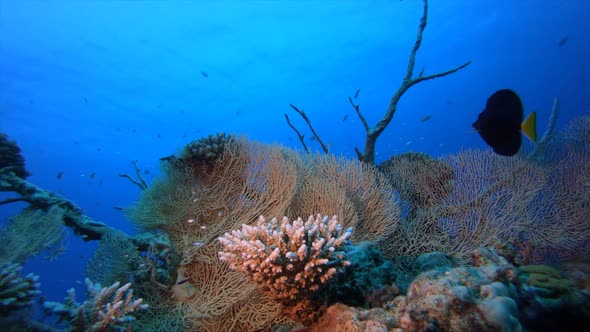 Underwater Marine Tropical Life