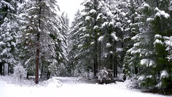 Snow Forest - Pan Left