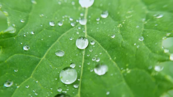 Water Drop on Green Leaf