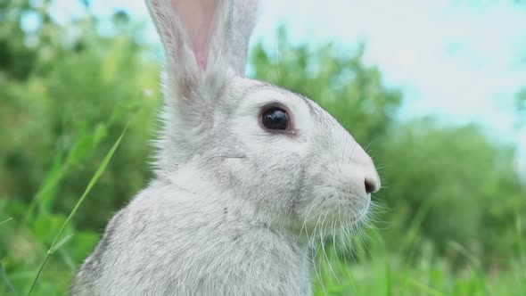 Cute Fluffy Little Bunny on a Green Meadow in Sunny Sunny Weather Closeup