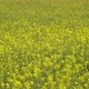 Yellow Blooming Canola Flowers - VideoHive Item for Sale