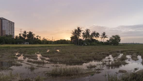 Timelapse panning shoot rice paddy field flooded with water 