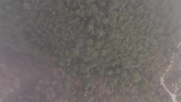 Forest texture aerial view 4 K