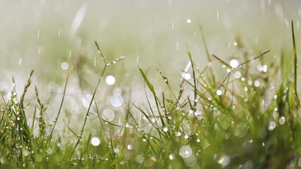 Closeup of rain droplets falling down on green grass in summer.