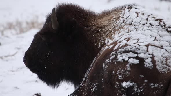 bison chewing close up in winter slow motion