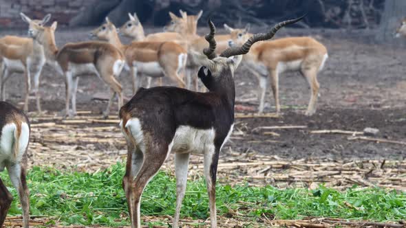 Spiral Horned Eland Looking Around With Other Deer In Background. Slow Motion