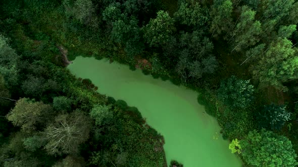 Green Blooming Pond In Forest