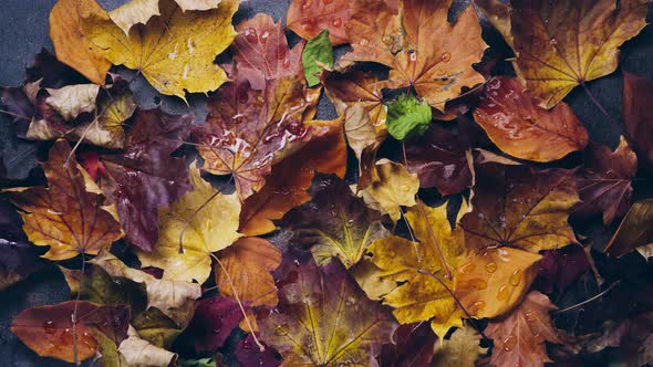 Autumn Leaves are Blown Away By the Wind