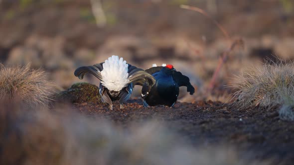 Black Grouse on Spring Bog Ready for Fighting