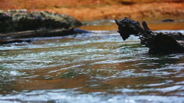 A river flows around a tree branch caught in the water