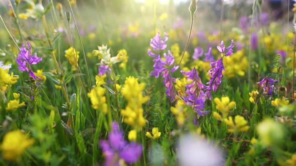 Alpine European Meadows with Colorful Flowers