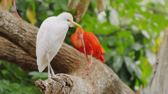 Beautiful Exotic Bird Red