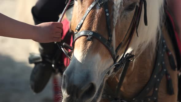 Portrait of Horse Wearing Bridle