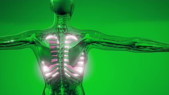 Human Lungs Radiology Exam alt