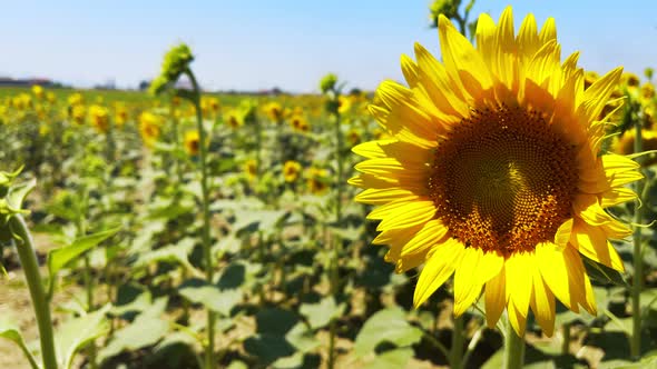 Beautiful Natural Plant Sunflower In Sunflower Field In Sunny Day 59