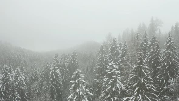 Stunning aerial of snow covered tree tops hidden in the mist