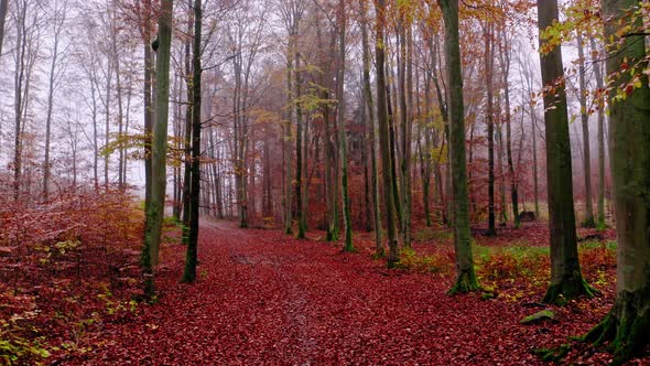 Autumn forest and leafy footpath in Poland