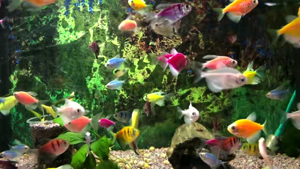 Lots of colored fish in the aquarium