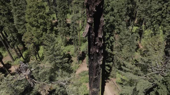 Sequoia Redwood Trees