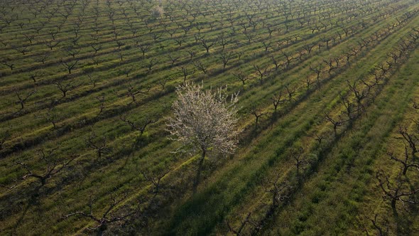 Aerial View of a Beautiful Flowering Tree in the Middle of a Dry Orchard