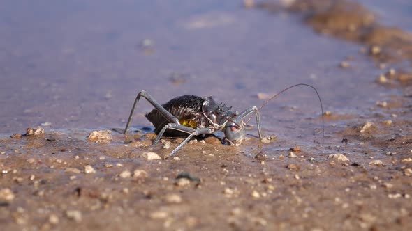 Armoured Ground Cricket