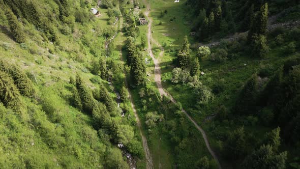 Aerial Forest Spruce in the Mountain of Almaty