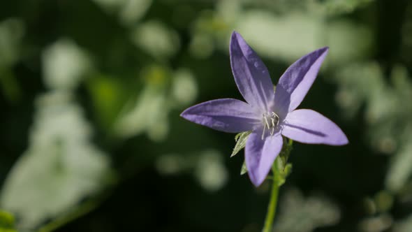 Beautiful Serbian Bellflower Blue Waterfall bud 4K 2160p 30fps ultraHD footage - Campanula poscharsk