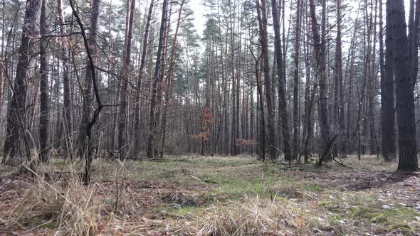 Forest Landscape Aerial View Slow Motion