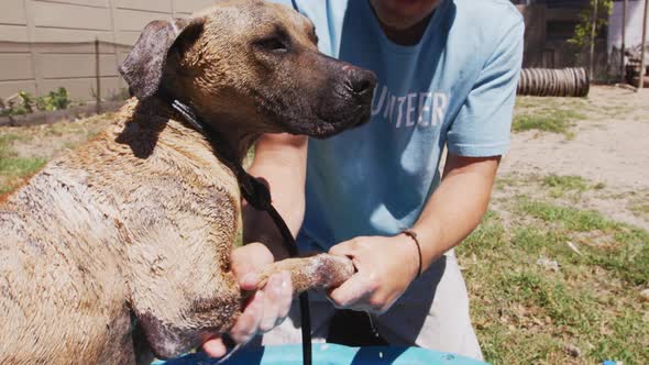 Dog in a shelter with volunteer