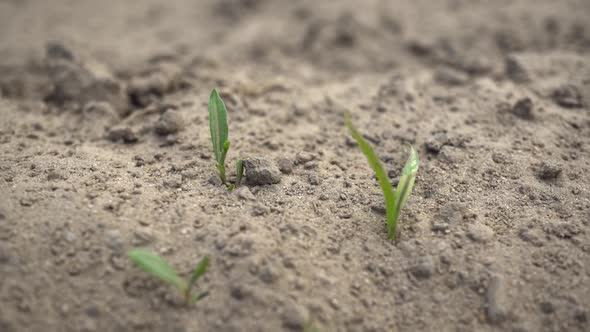 Macro Sprouts In Dry Earth