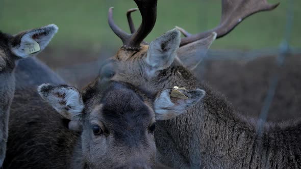 Fallow deer (Dama dama) buck licking female deer in cold overcast autumn day, closeup handheld shot