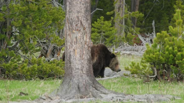 Wild Free Life in the Mountains Brown Bear Searching Food in Yellowstone Forest