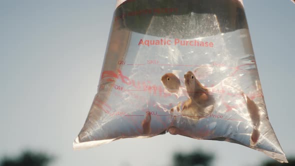 Several Aquarium Fish in the Package for the Delivery of Live Fish