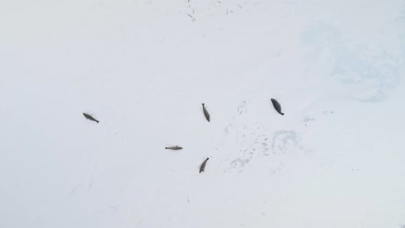 Weddell Seal Group Lie Aerial Zoom Out View