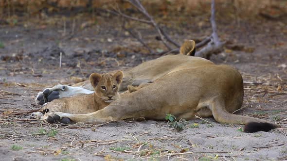 Cute and curious lion cub lies near resting lioness mom and a sibling