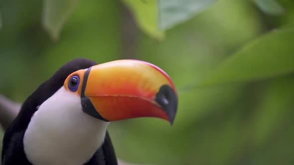 Birdwatching wildlife close up shot of a large and impressive toucan, huge orange bill with a black
