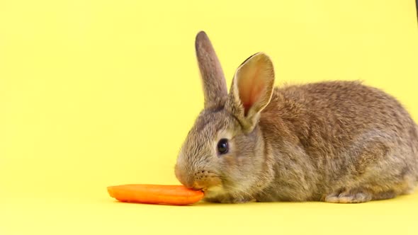 Little Fluffy Brown Rabbit Eating a Young Fresh Orange Carrot on a Yellow Pastel Background