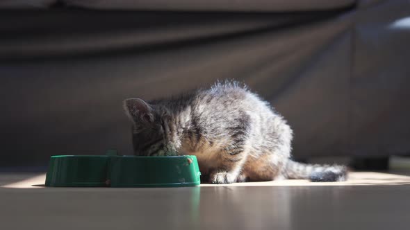 Small Grey Tabby Kitten Eats Cat Food at Home From Plastic Green Bowl