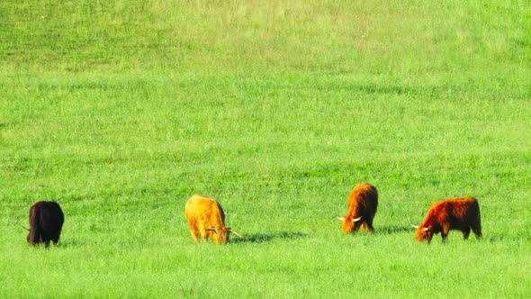 Red Scottish cows graze in the meadow