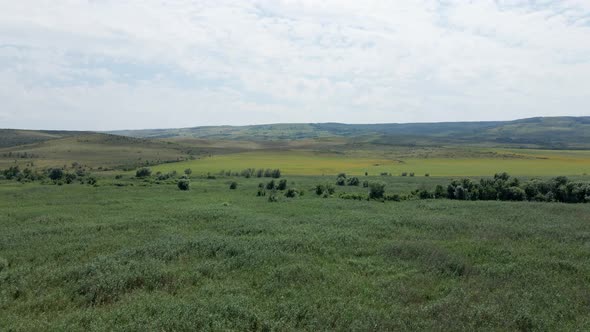 Large Field with Sunflowers in the Daytime in Summer