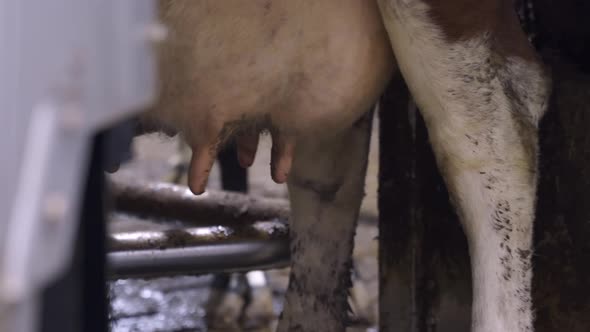 Milking The Cow With A Fully Automated Milking Robot - close up