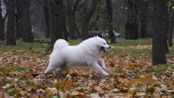 Cheerful Samoyed Spitz Frolics in Nature