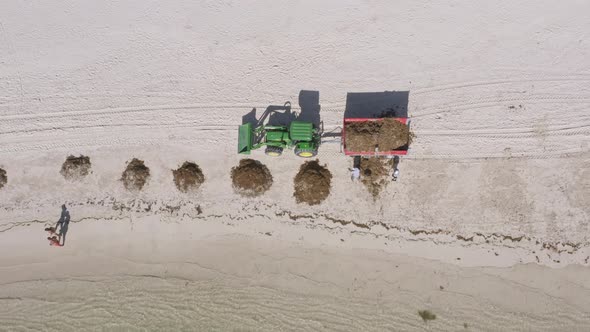 Sargassum marine macroalgae being removed from white sand beach; aerial